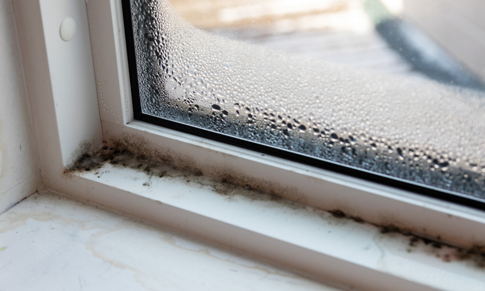 What To Do When You Find Black Mold On Windows?